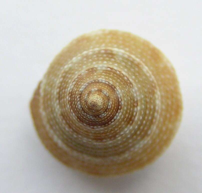 صورة Calliostoma adelae Schwengel 1951