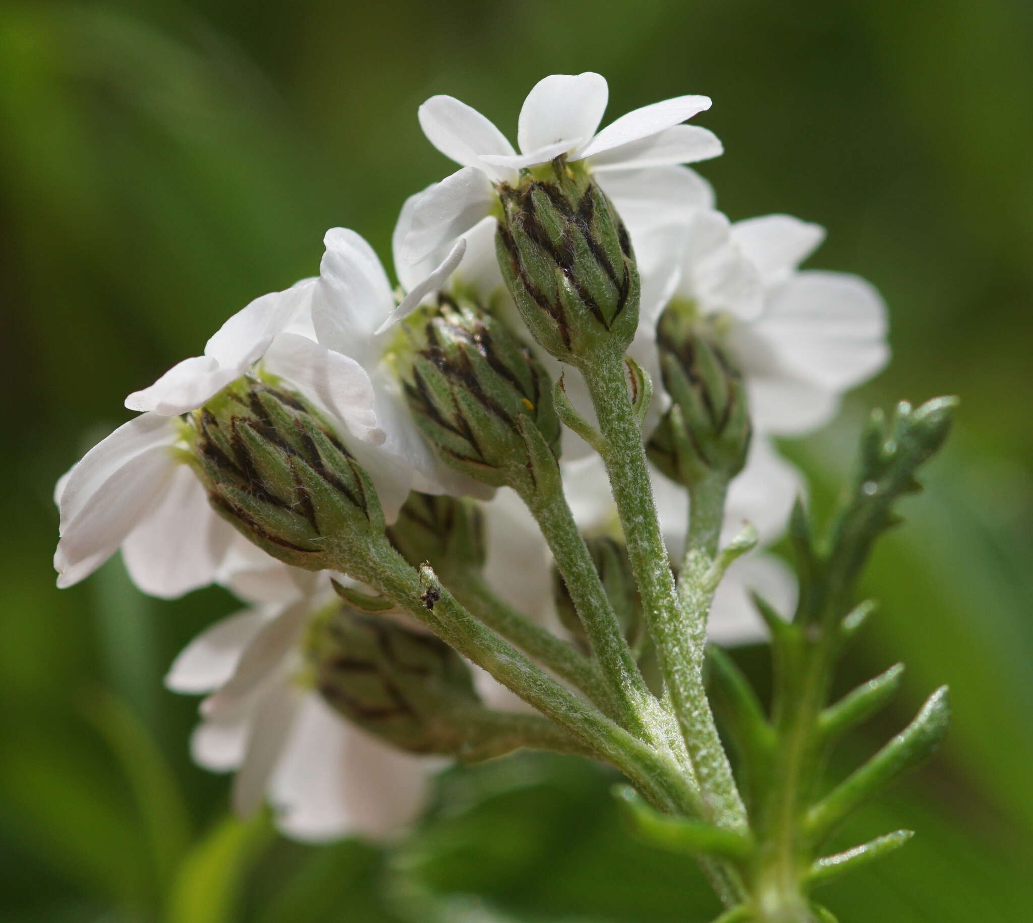 Слика од Achillea erba-rotta All.