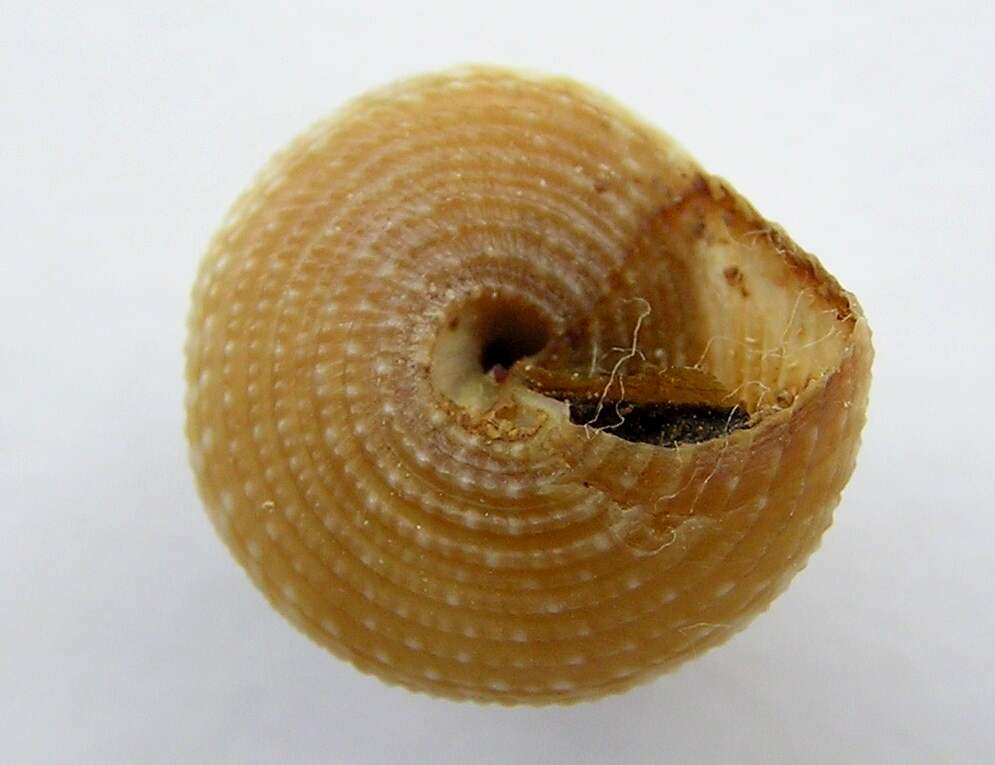 صورة Calliostoma adelae Schwengel 1951