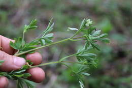 Image de Corydalis capnoides (L.) Pers.