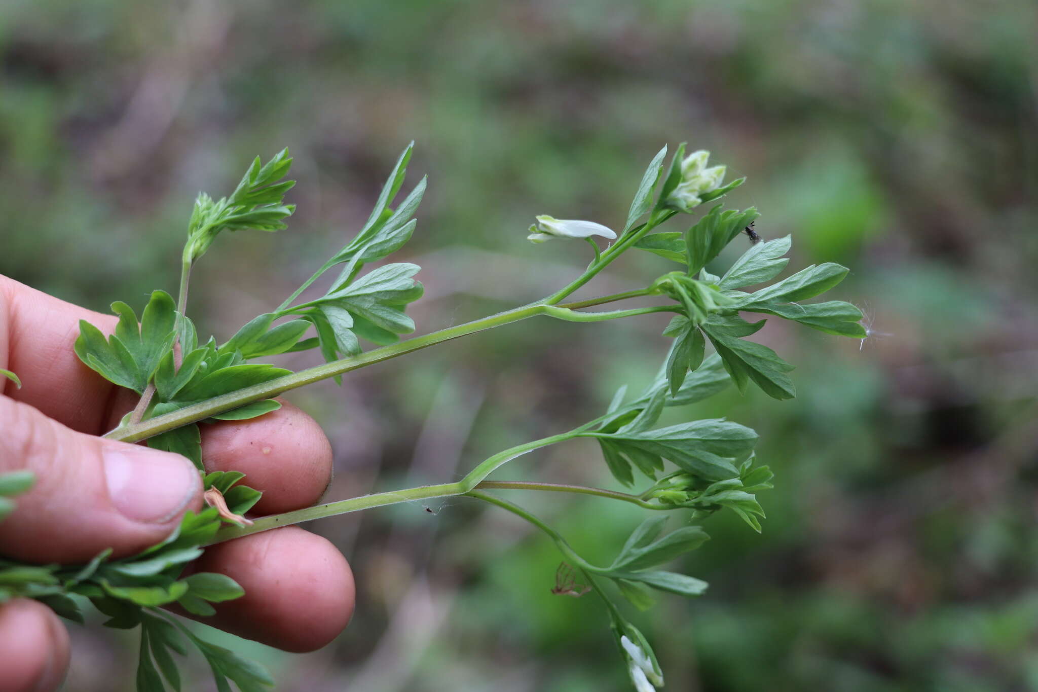 Corydalis capnoides (L.) Pers. resmi