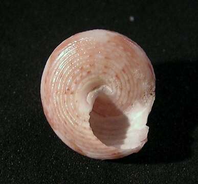 Image of Calliostoma adspersum (Philippi 1851)