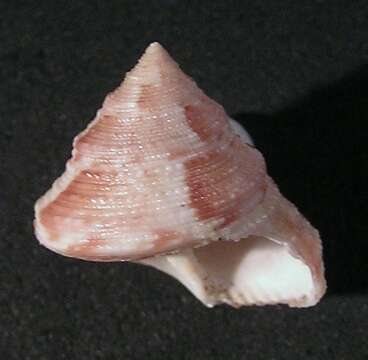 Image of Calliostoma adspersum (Philippi 1851)