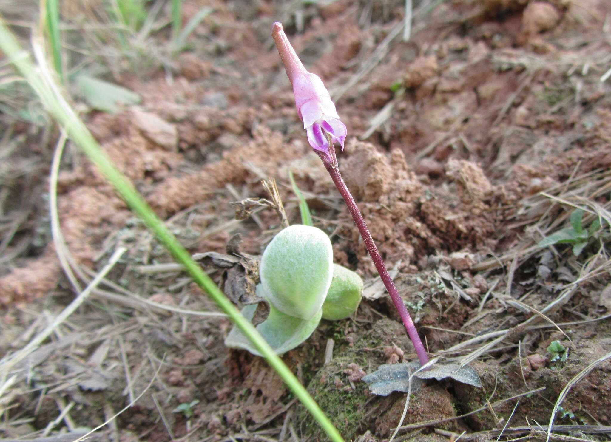 Image of Disperis woodii Bolus