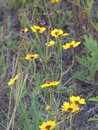 Image of golden tickseed