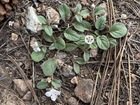 Image of Scott Mountain phacelia