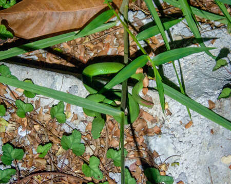 Plancia ëd Trimeresurus insularis Kramer 1977