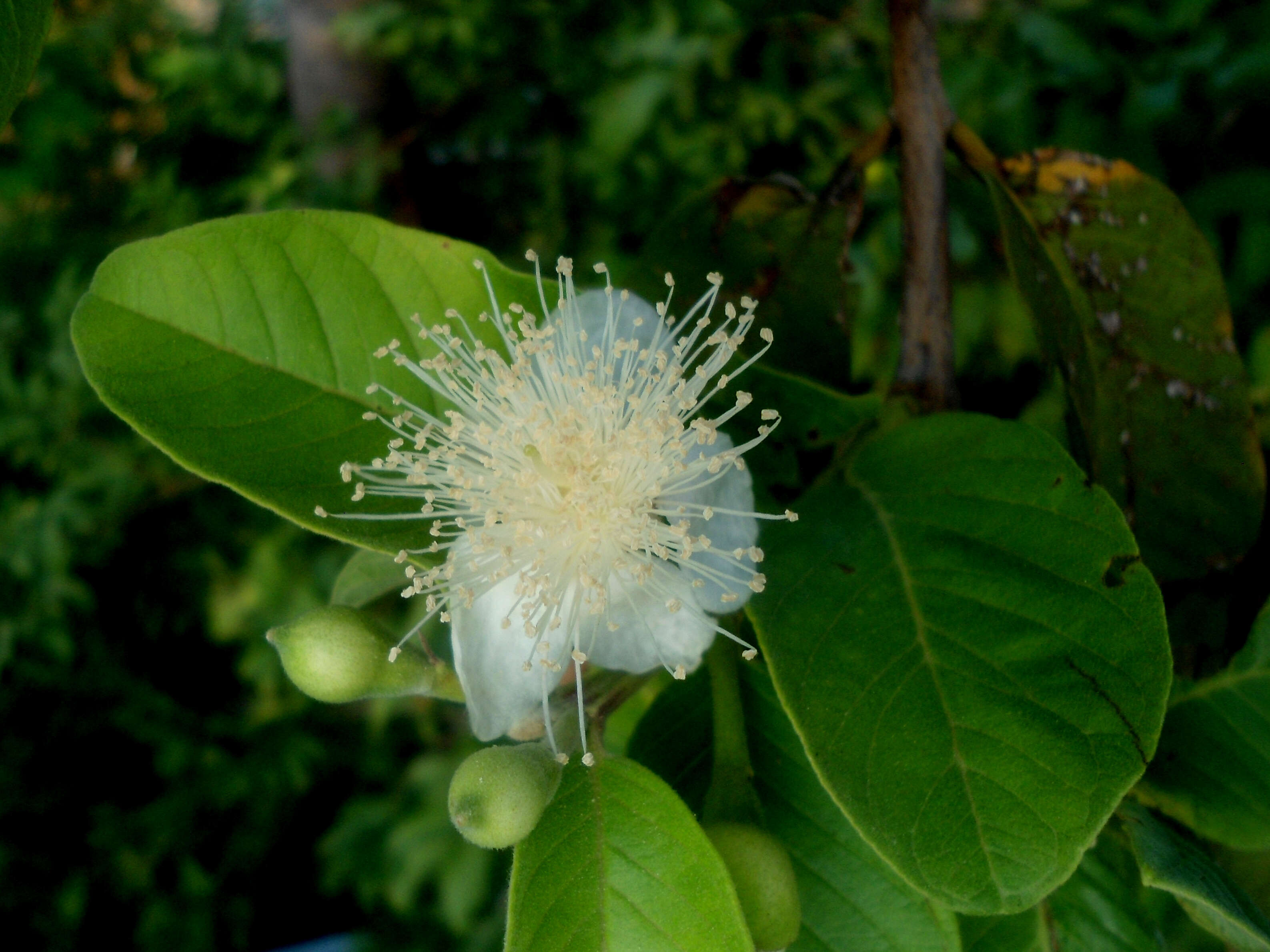 Image of guava