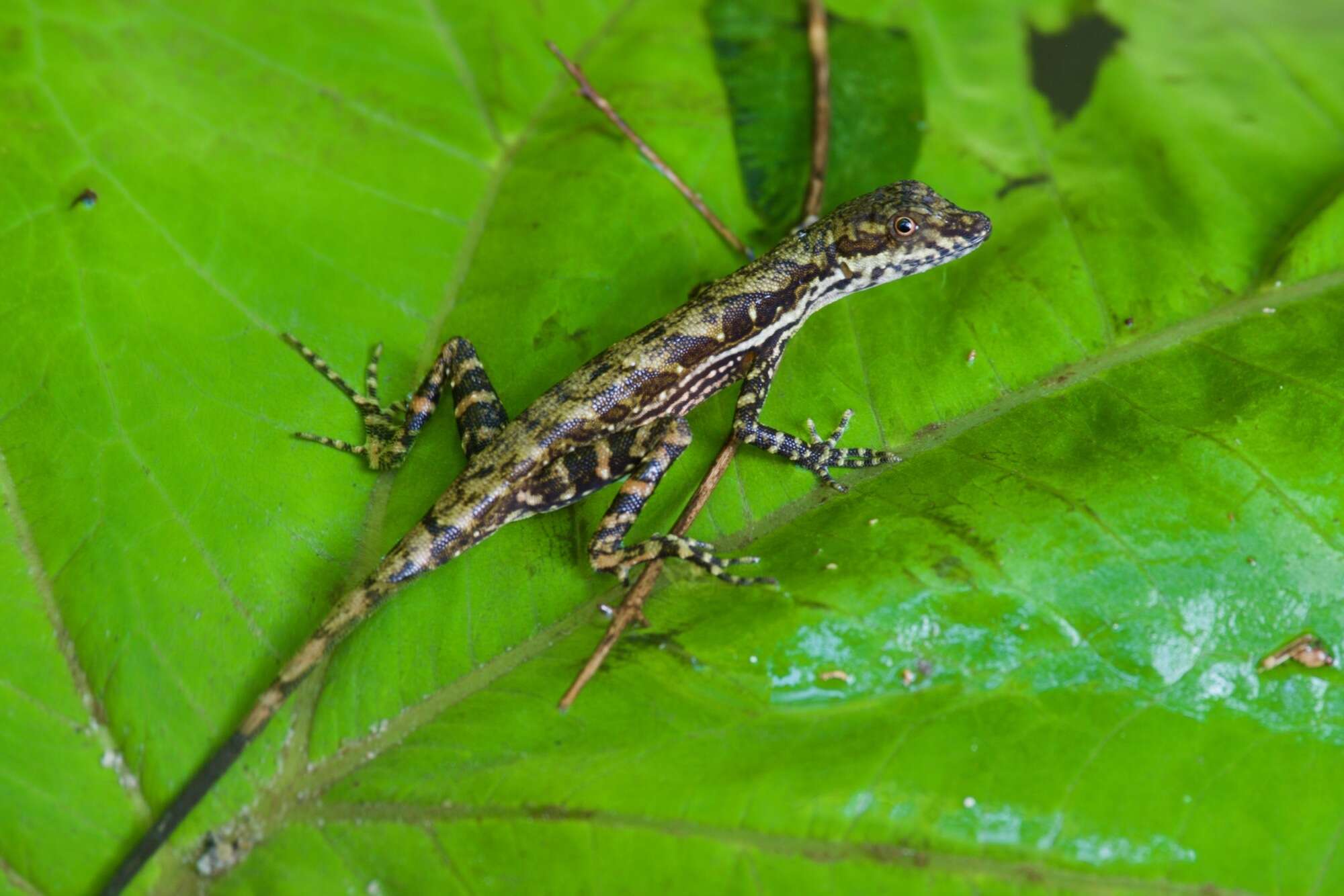 Image of Lion Anole