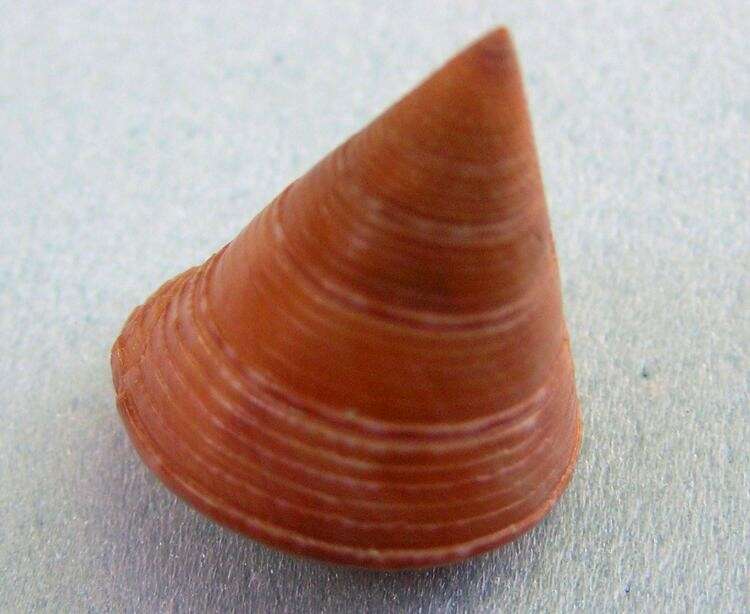 Image of Calliostoma conulus (Linnaeus 1758)