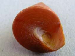 Image of Calliostoma conulus (Linnaeus 1758)