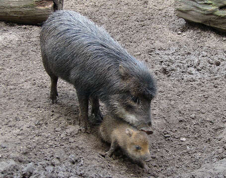 Image of white-lipped peccary