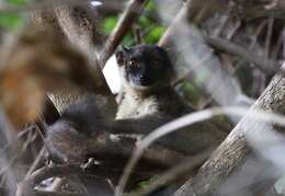 Image of brown lemur