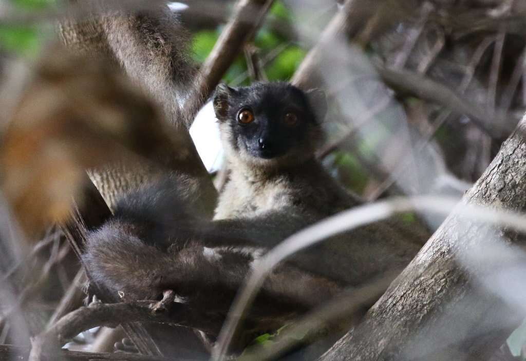 Image of brown lemur