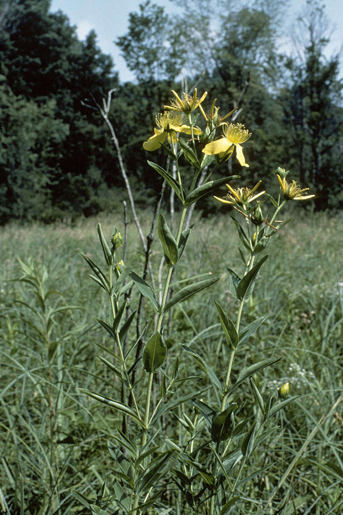 Image of great St. Johnswort