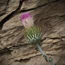 Image de Cirsium occidentale var. venustum (Greene) Jepson