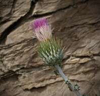 Image of cobwebby thistle