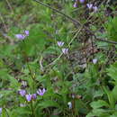 Dodecatheon amethystinum (Fassett) Fassett resmi