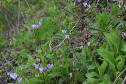 Image of jeweled shootingstar