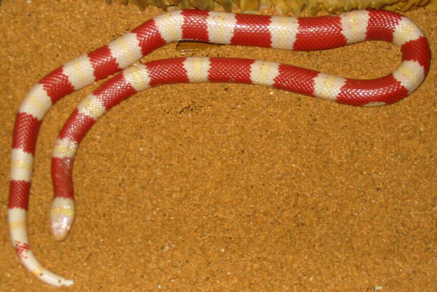 Image of Lampropeltis triangulum nelsoni