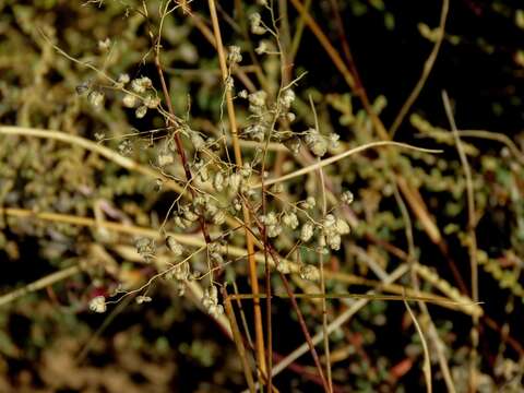 Image of Eragrostis obtusa Munro ex Ficalho & Hiern