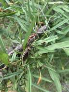 Image of Rhynocoris neavei Bergroth 1912