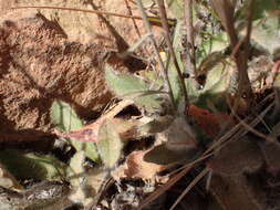 Image of southern hawkweed