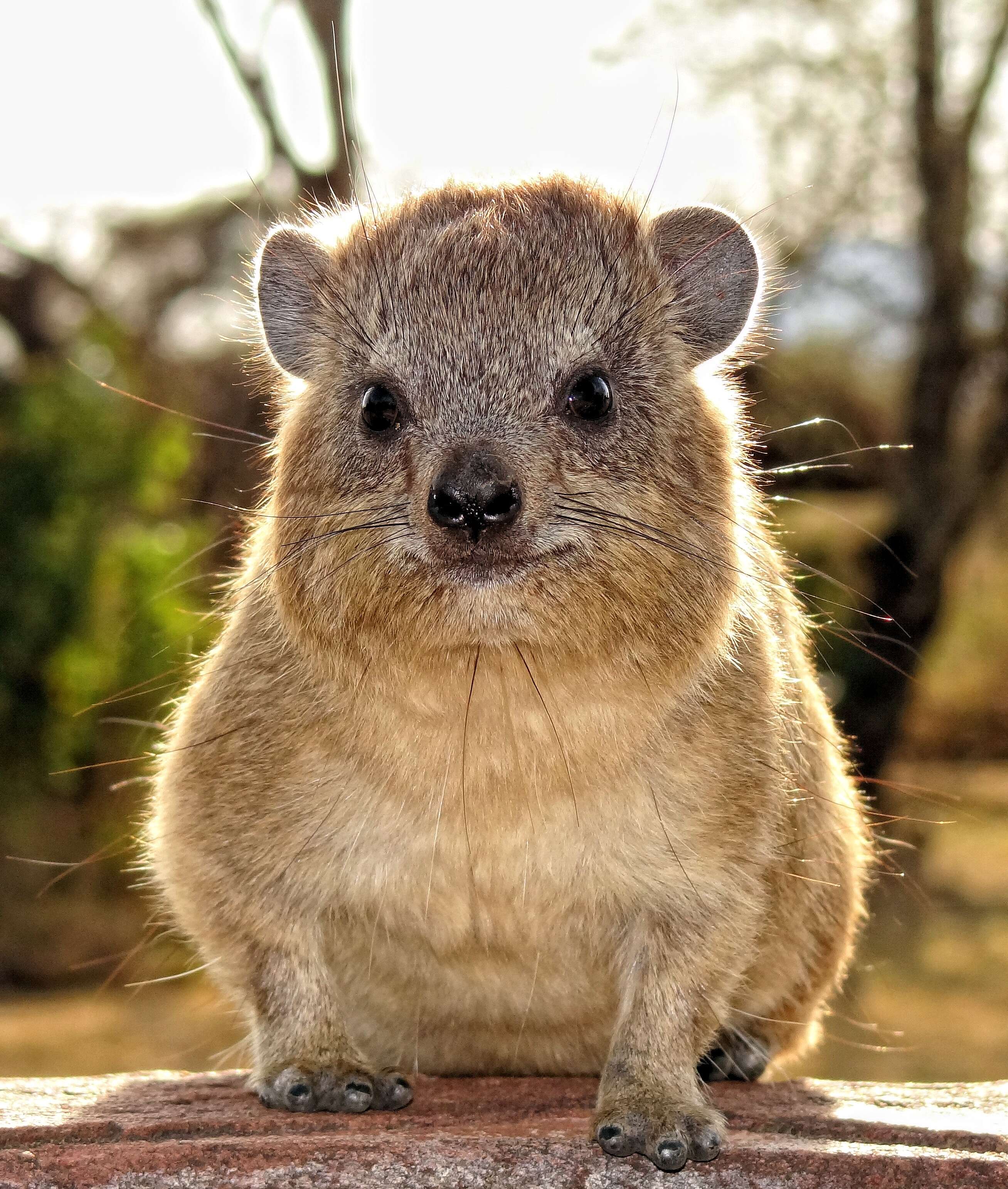 Image of Rock Hyrax