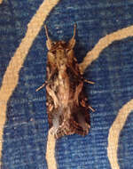 Image of Cutworm