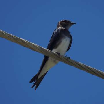 Image of Caribbean Martin