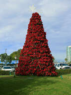 Image of poinsettia