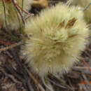 Image de Ptilotus spathulatus (R. Br.) Poir.