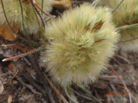 Image de Ptilotus spathulatus (R. Br.) Poir.