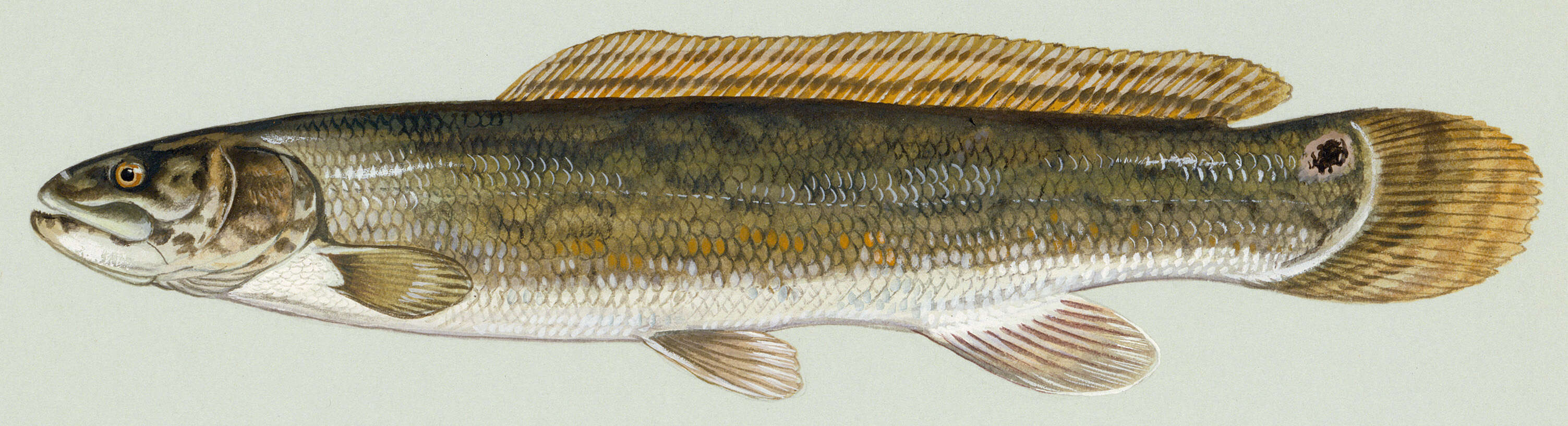 Image of bowfins