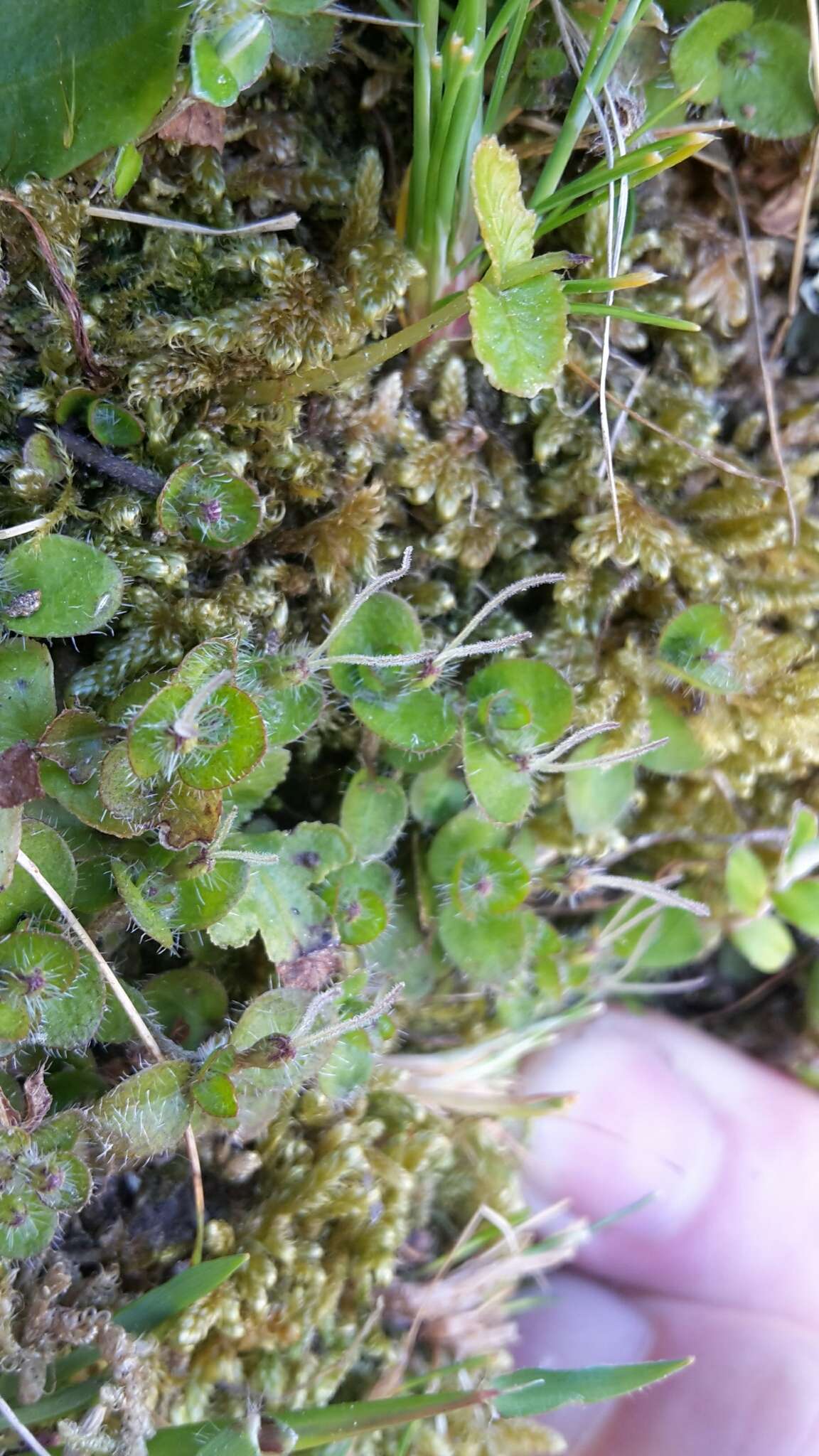 Image of Leptostigma setulosum (Hook. fil.) Fosberg