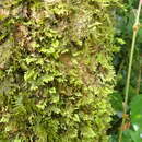 Image of Lopidium struthiopteris Fleischer 1908