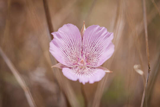 Calochortus striatus Parish resmi