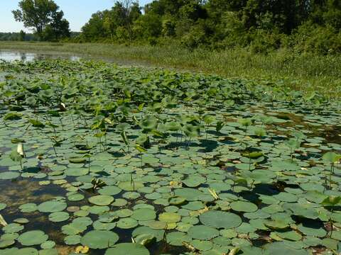 Image of American lotus