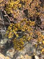 Imagem de Eriogonum microtheca var. ambiguum (M. E. Jones) Reveal