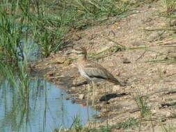 Image of Water Dikkop