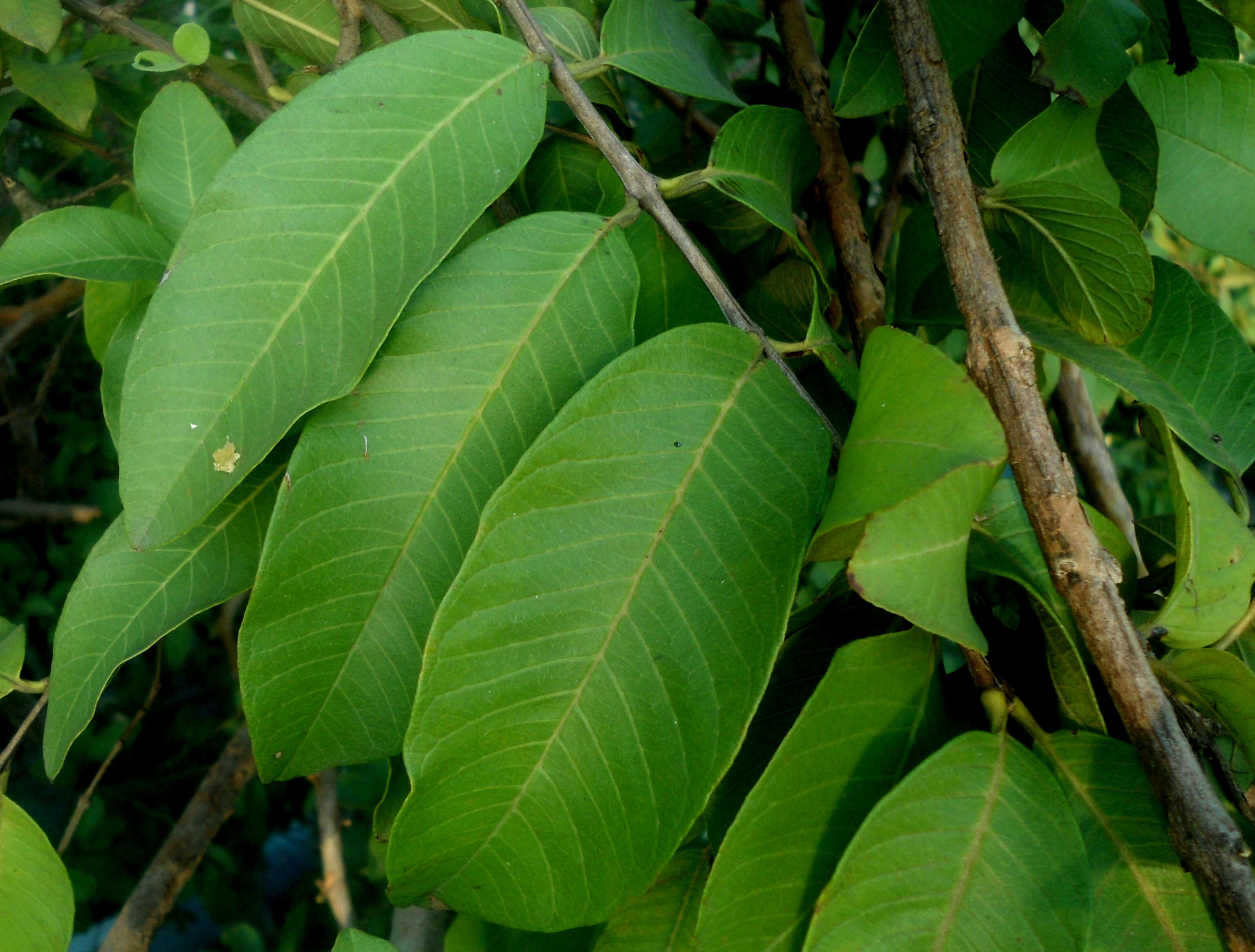 Image of guava