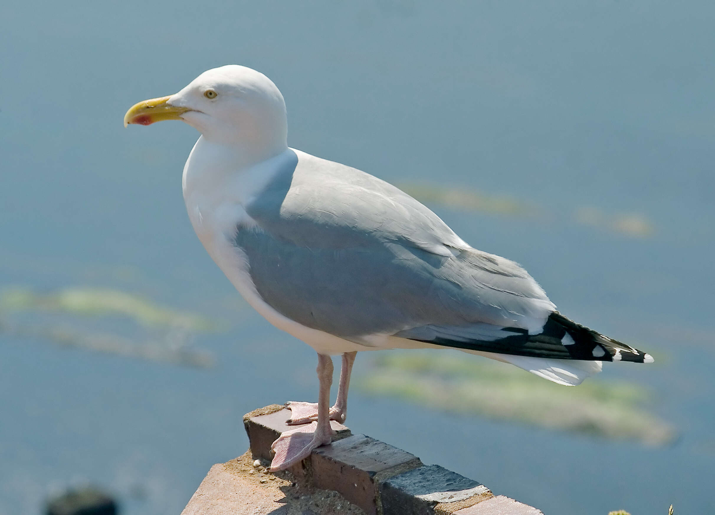 Image of European Herring Gull