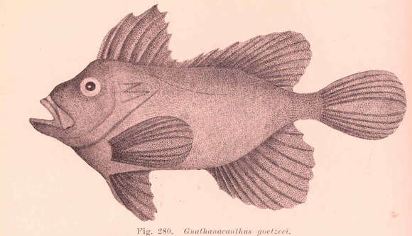 صورة Gnathanacanthus