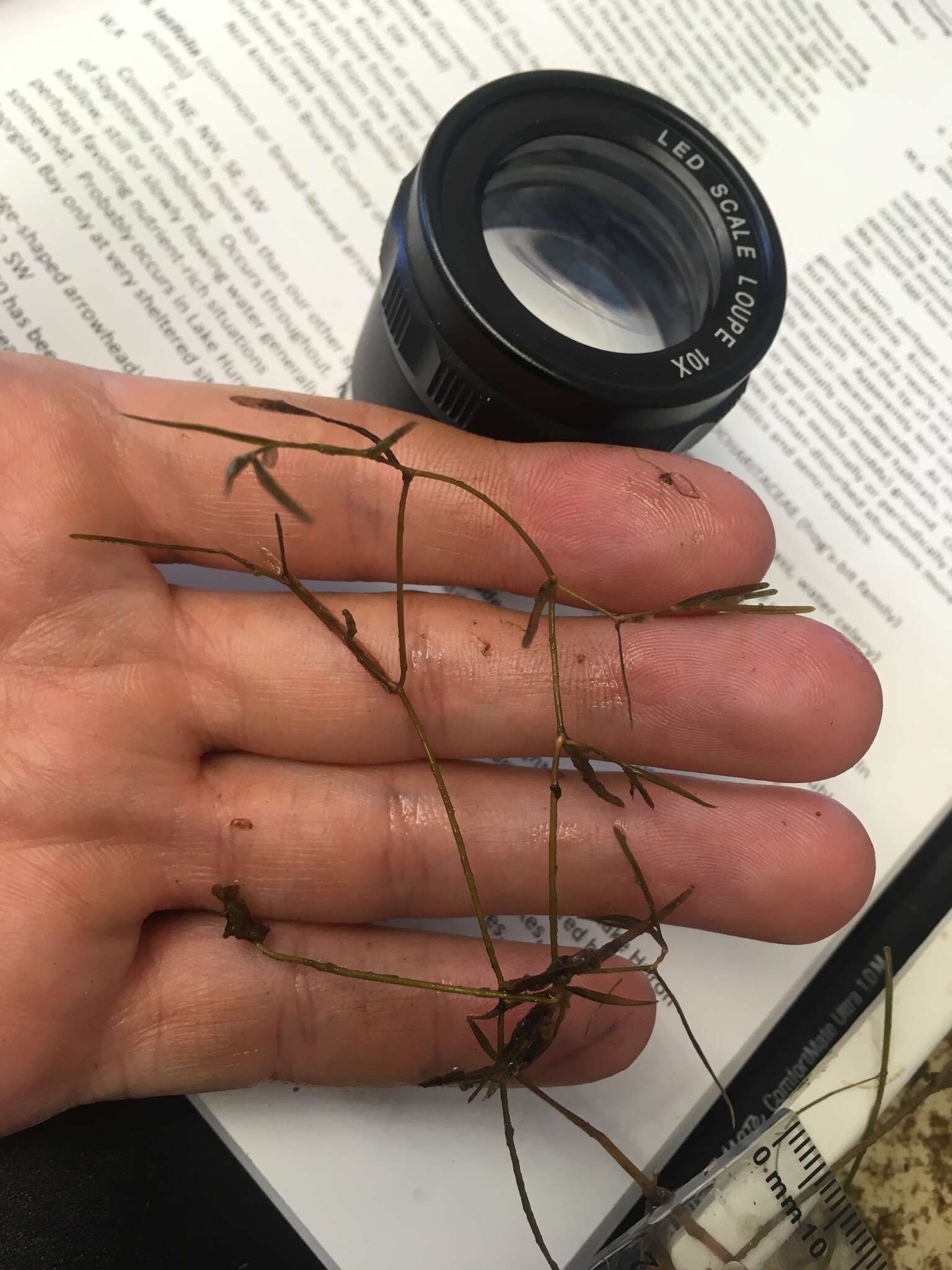 Image of Lesser Pondweed