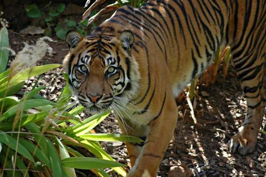Image of Sumatran Tiger