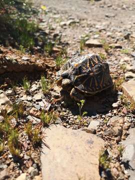 Image of Western Tent Tortoise