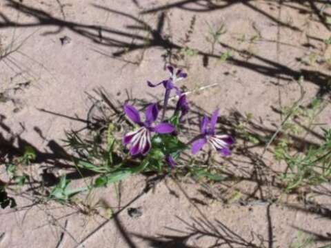 Image of Lapeirousia jacquinii N. E. Br.