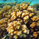 صورة Pocillopora damicornis (Linnaeus 1758)