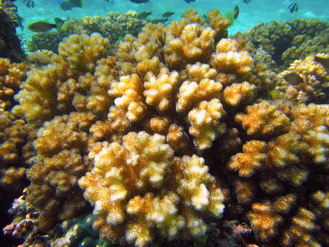 Image of Cauliflower Coral