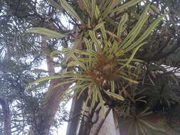 Image of northern banksia